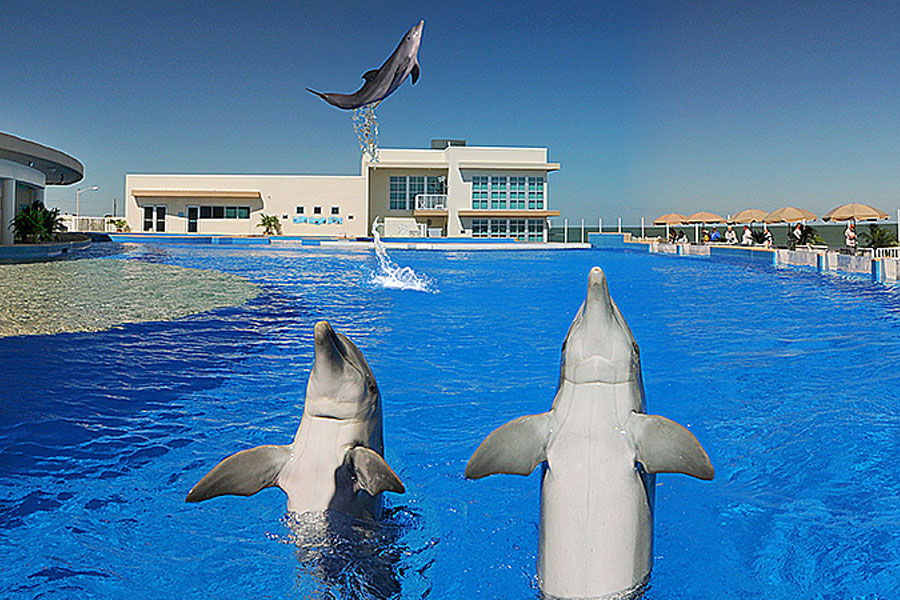 Marineland Dolphin AdventureBehind the Seas Park Pass